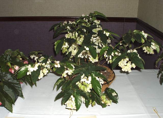 B. ‘Green Snowballs’